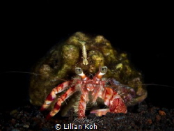 H I T C H H I K E R

Shrimp on Hermit Crab
(Periclimen... by Lilian Koh 